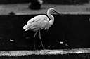 Ardea occidentalis - large white heron of Florida and the Florida Keys