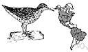 spotted sandpiper - common North American sandpiper