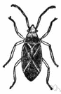 cotton stainer - a true bug: bug that damages and stains the lint of developing cotton