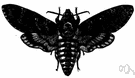 Acherontia - death's-head moth