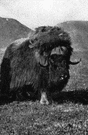 genus Ovibos - consisting of the musk-ox