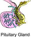 adenohypophysis - the anterior lobe of the pituitary body