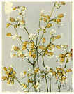 silene - any plant of the genus Silene