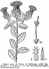 Carthamus tinctorius - thistlelike Eurasian plant widely grown for its red or orange flower heads and seeds that yield a valuable oil