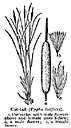 genus Typha