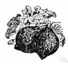 vegetable marrow - any of various squash plants grown for their elongated fruit with smooth dark green skin and whitish flesh