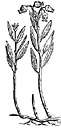 Andromeda - any of several shrubs of the genus Andromeda having leathery leaves and clusters of small flowers