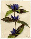 closed gentian - similar to Gentiana andrewsii but with larger flowers