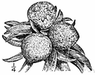 Achras - tropical trees having papery leaves and large fruit