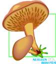 genus Suillus - a genus of fungi belonging to the family Boletaceae