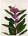 Asclepias purpurascens - perennial of eastern North America having pink-purple flowers