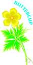 apocarpous - (of ovaries of flowering plants) consisting of carpels that are free from one another as in buttercups or roses
