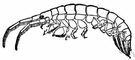 order Amphipoda - small flat-bodied semiterrestrial crustaceans: whale lice