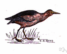bittern - relatively small compact tawny-brown heron with nocturnal habits and a booming cry