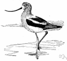 Recurvirostra - type genus of the Recurvirostridae: avocets