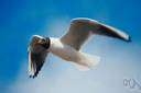 Larus ridibundus - small black-headed European gull