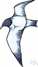 pewit gull - small black-headed European gull