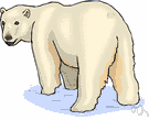 ice bear - white bear of Arctic regions
