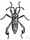 leaf-foot bug - large sap-sucking bug with leaflike expansions on the legs