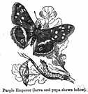 purple emperor - large European butterfly the male of which has wings shaded with purple