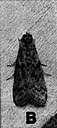 Anagasta kuehniella - small moth whose larvae damage stored grain and flour