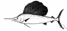 Istiophorus - type genus of the Istiophoridae