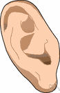 ear lobe - the fleshy pendulous part of the external human ear