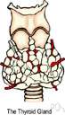 thyroid gland