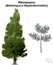 dawn redwood