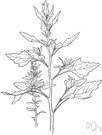 American wormseed - rank-smelling tropical American pigweed