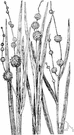 Sparganium - type and sole genus of Sparganiaceae