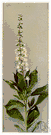 pepper bush - shrub of eastern and southern coastal United States having beautiful racemes of spice-scented white flowers