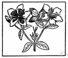 shrubby St John's wort - stiff shrub having oblong entire leaves and dense cymes of yellow flowers