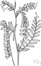 bird vetch - common perennial climber of temperate regions of Eurasia and North America having dense elongate clusters of flowers