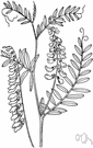 tufted vetch - common perennial climber of temperate regions of Eurasia and North America having dense elongate clusters of flowers