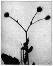 stickweed - any of several herbaceous plants having seeds that cling to clothing