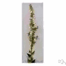 white mullein - densely hairy Eurasian herb with racemose white flowers