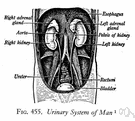 abdominovesical - of or relating to the abdomen and the urinary bladder