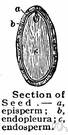 Aleuronic - of or related to aleurone