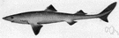 Squalus acanthias - destructive dogfish of the Atlantic coastal waters of America and Europe