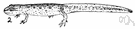 Triturus - chiefly aquatic salamanders