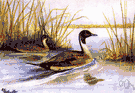 pin-tailed duck - long-necked river duck of the Old and New Worlds having elongated central tail feathers