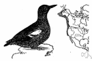 Cepphus columba - northern Pacific guillemot