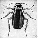 Periplaneta - cosmopolitan genus of large cockroaches
