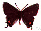 Strymon melinus - larvae are pests of various economic plants