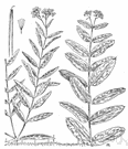 Apocynum cannabinum - Canadian dogbane yielding a tough fiber used as cordage by Native Americans