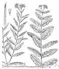 rheumatism weed - Canadian dogbane yielding a tough fiber used as cordage by Native Americans