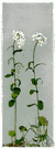 Cardamine bulbosa - small white-flowered cress common in wet places in eastern North America