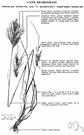 broom sedge - tall tufted grass of southeastern United States