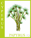 Cyperus papyrus - tall sedge of the Nile valley yielding fiber that served many purposes in historic times